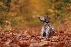 German shorthaired Pointer