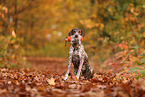 German shorthaired Pointer