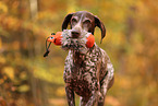 German shorthaired Pointer