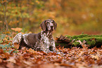 German shorthaired Pointer