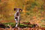 German shorthaired Pointer