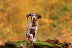 German shorthaired Pointer