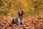 German shorthaired Pointer
