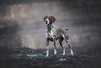 German shorthaired Pointer