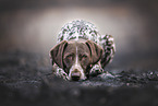 German shorthaired Pointer