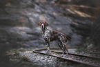 German shorthaired Pointer