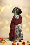 German shorthaired Pointer
