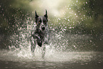 German shorthaired Pointer