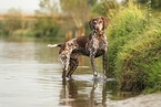German Shorthaired Pointer