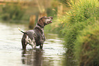 German Shorthaired Pointer