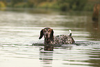 German Shorthaired Pointer
