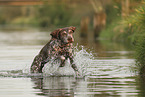 German Shorthaired Pointer