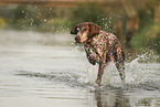 German Shorthaired Pointer