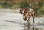 German Shorthaired Pointer