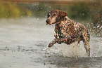 German Shorthaired Pointer