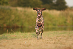German Shorthaired Pointer