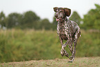 German Shorthaired Pointer