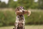 German Shorthaired Pointer