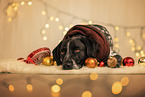 German Shorthaired Pointer