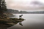German Shorthaired Pointer