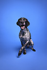 German Shorthaired Pointer