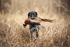 German Shorthaired Pointer