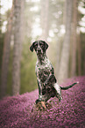 German shorthaired Pointer