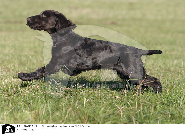 running dog / RR-03181