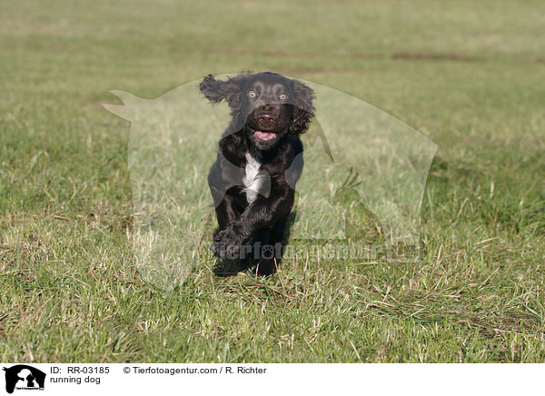running dog / RR-03185