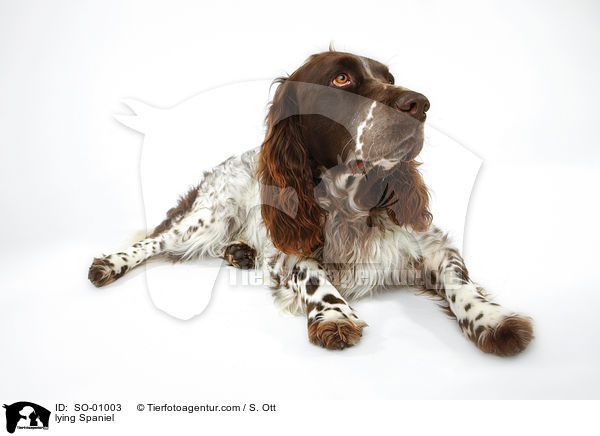 lying Spaniel / SO-01003