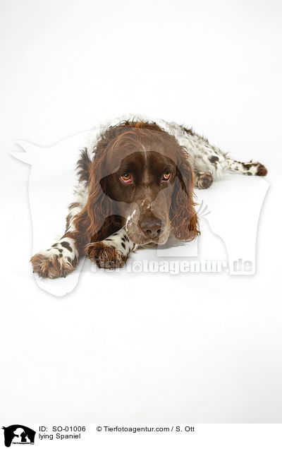 lying Spaniel / SO-01006