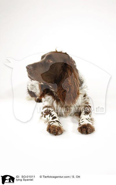 lying Spaniel / SO-01011