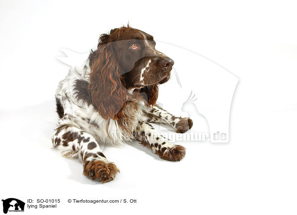 lying Spaniel / SO-01015