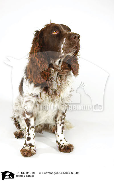 sittng Spaniel / SO-01018