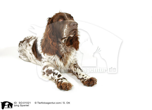 lying Spaniel / SO-01021