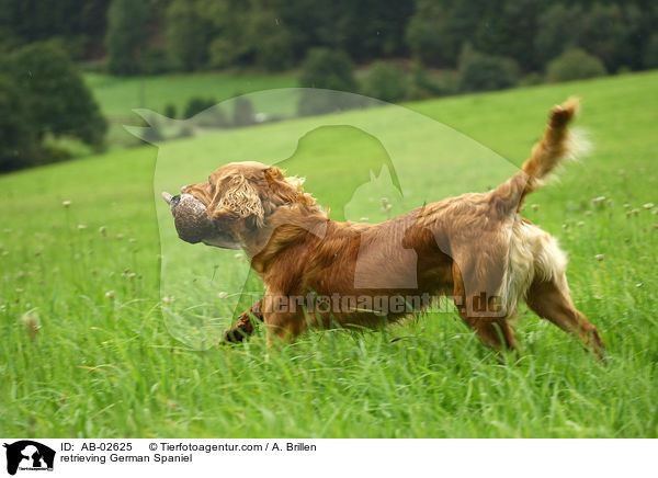 retrieving German Spaniel / AB-02625