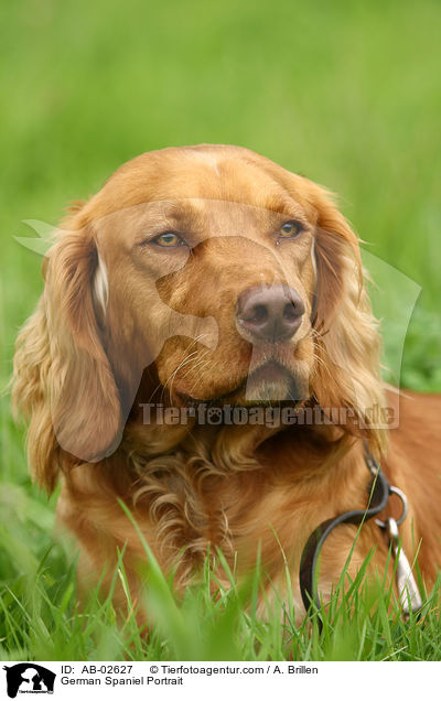 German Spaniel Portrait / AB-02627