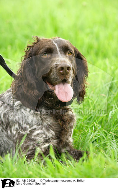 lying German Spaniel / AB-02628