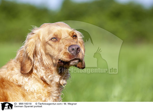 German Spaniel portrait / MW-16018