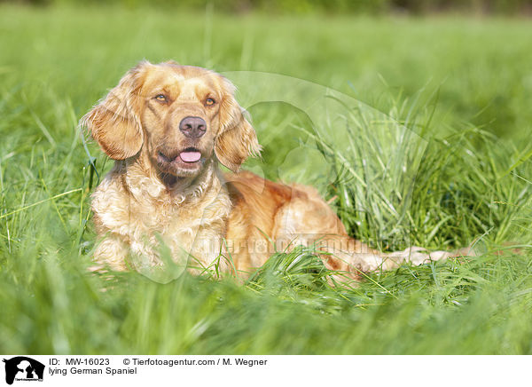 lying German Spaniel / MW-16023