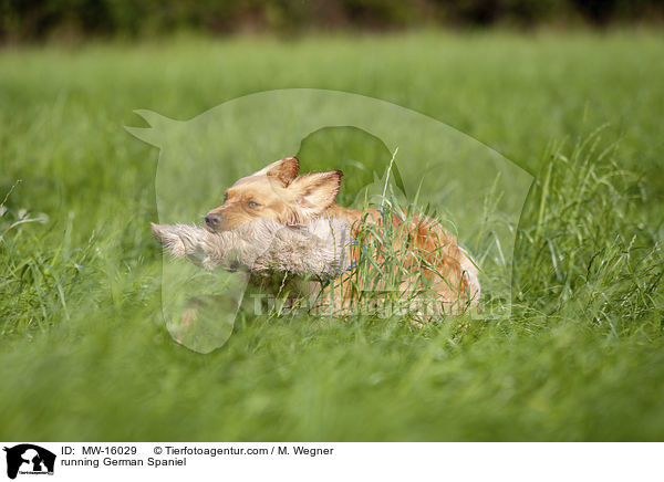 running German Spaniel / MW-16029