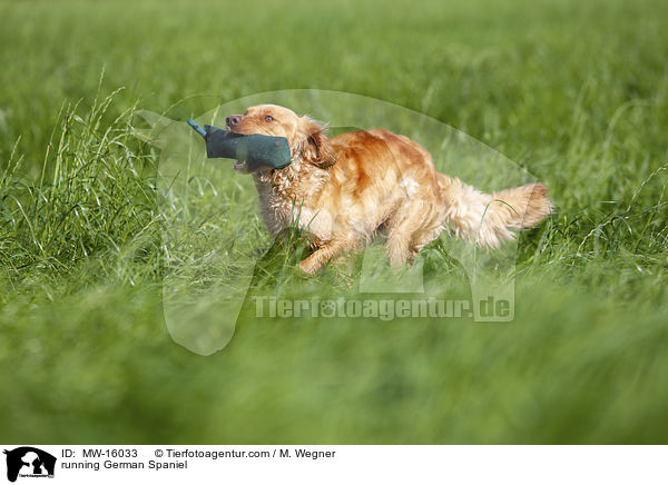 running German Spaniel / MW-16033