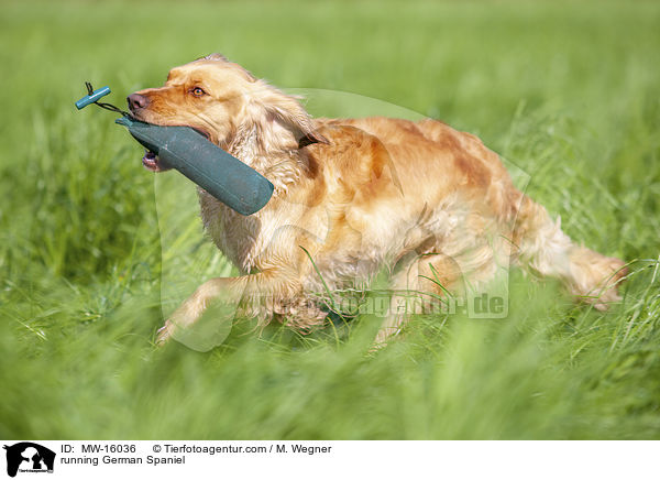 rennender Deutscher Wachtelhund / running German Spaniel / MW-16036