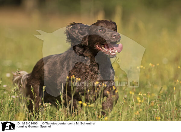 running German Spaniel / MIS-01400