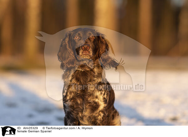 female German Spaniel / AH-05329