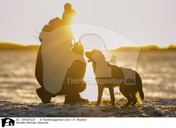 Deutscher Wachtelhund Hndin / female German Spaniel / AH-05333