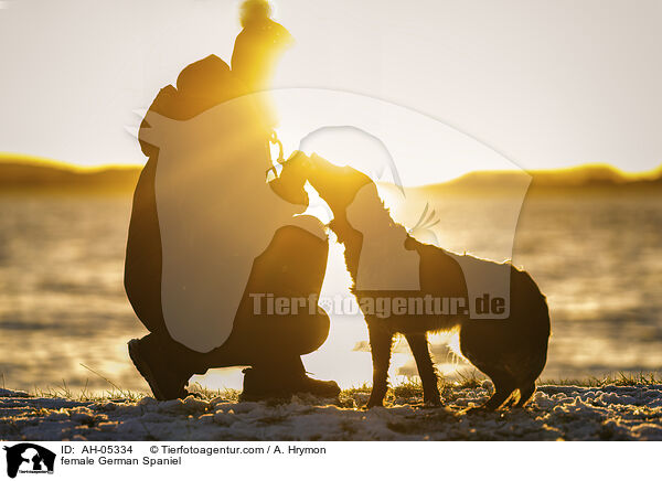 female German Spaniel / AH-05334