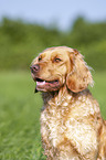 German Spaniel portrait