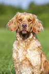 German Spaniel portrait