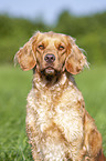 German Spaniel portrait